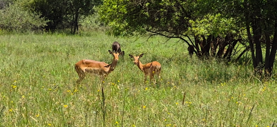 5 Bedroom Property for Sale in Rustenburg Rural North West